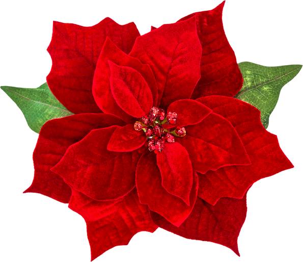 Christmas Poinsettia Flower Illustration